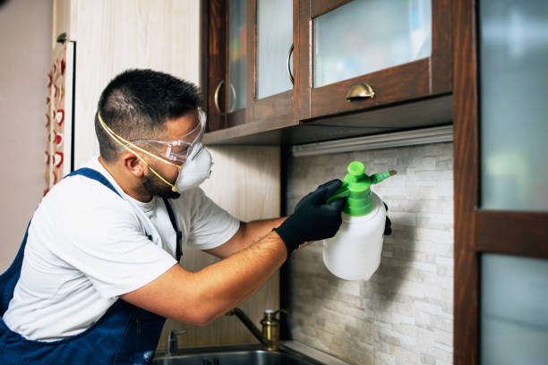 Wasp Removal Services in Berwyn Heights, MD