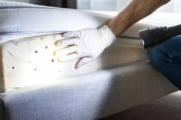 Best Bed Bug Extermination  in Berwyn Heights, MD