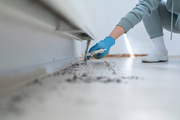 Best Wasp Removal Services  in Berwyn Heights, MD